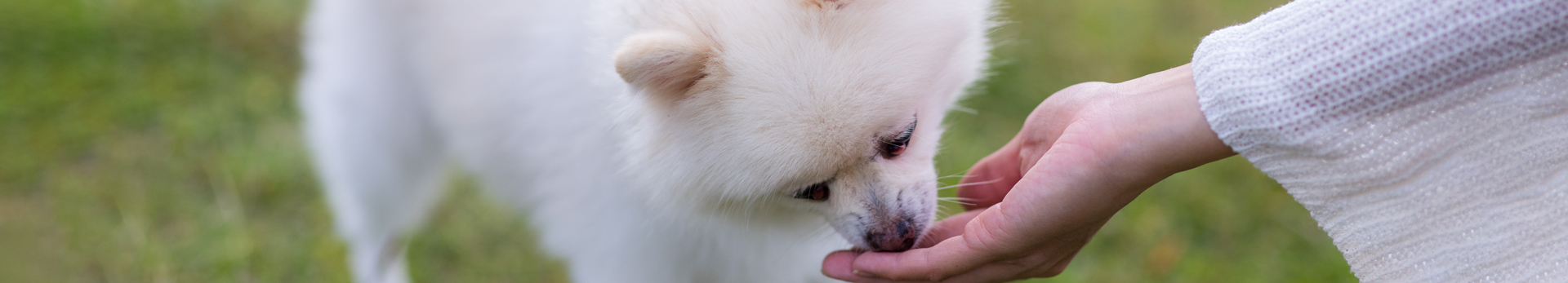 A Complete Price Guide for the Shar Pei Breed